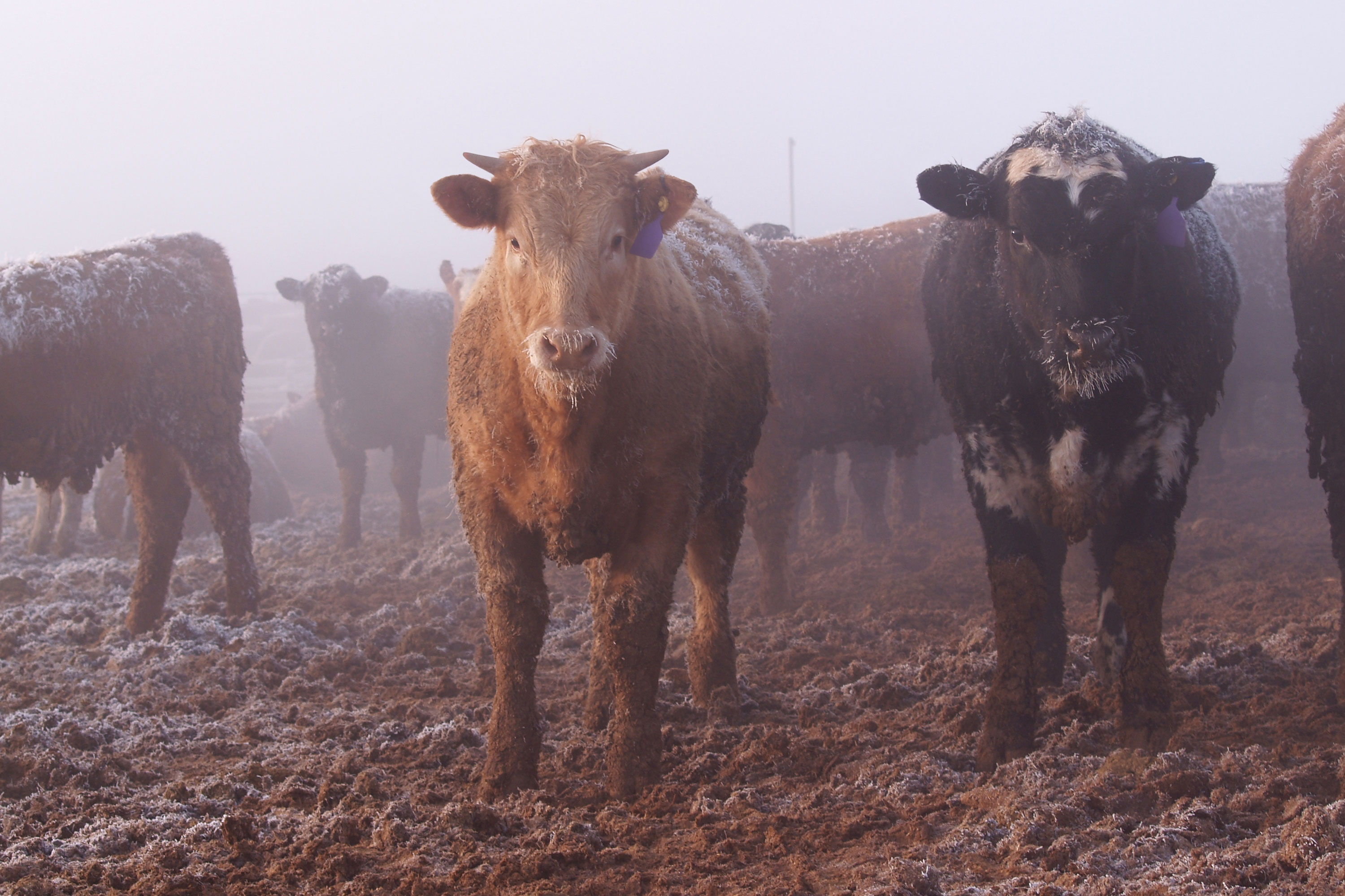 Methane