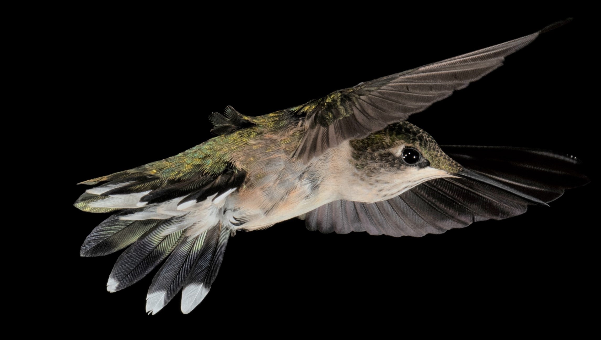 Adult Female Hummingbird