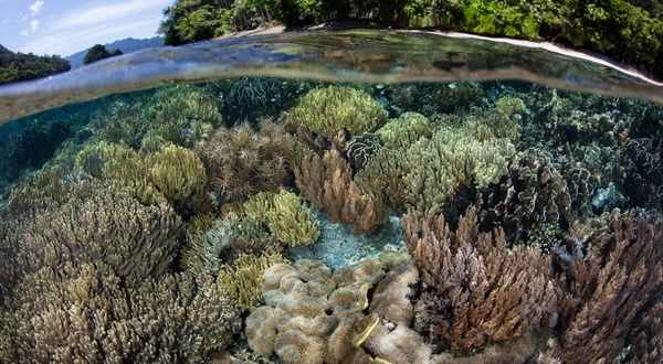 Ecology